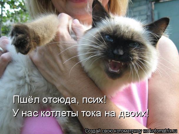Котоматрица: Пшёл отсюда, псих! У нас котлеты тока на двоих!