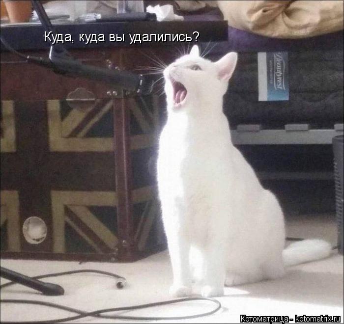 Котоматрица: Куда, куда вы удалились?