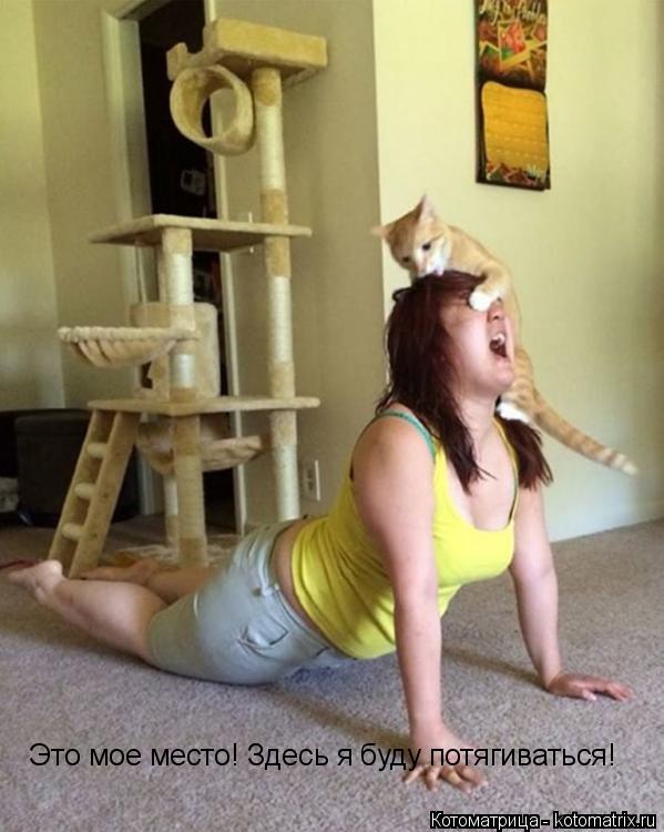 Котоматрица: Это мое место! Здесь я буду потягиваться!