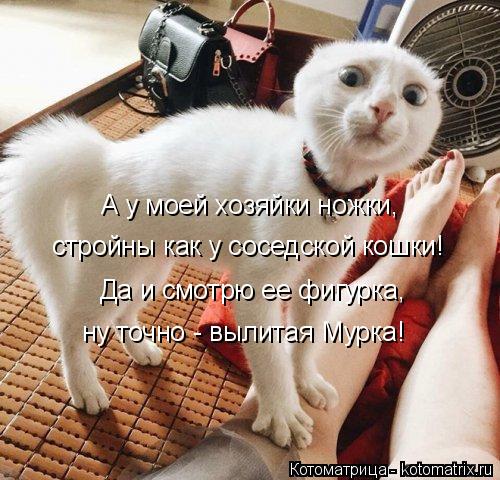 А у моей хозяйки ножки, стройны как у соседской кошки! Да и смотрю ее фигурка, ну точно - вылитая Мур... Котоматрица: А у моей хозяйки ножки, стройны как у соседской кошки! Да и смотрю ее фигурка, ну точно - вылитая Мурка!