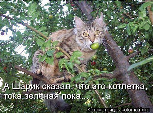 Котоматрица: А Шарик сказал, что это котлетка,  тока зеленая пока...
