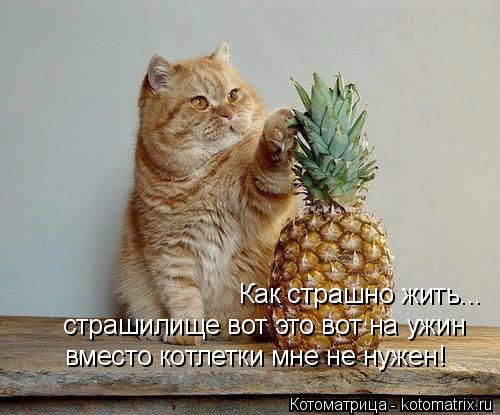 Котоматрица: Как страшно жить... страшилище вот это вот на ужин вместо котлетки мне не нужен!