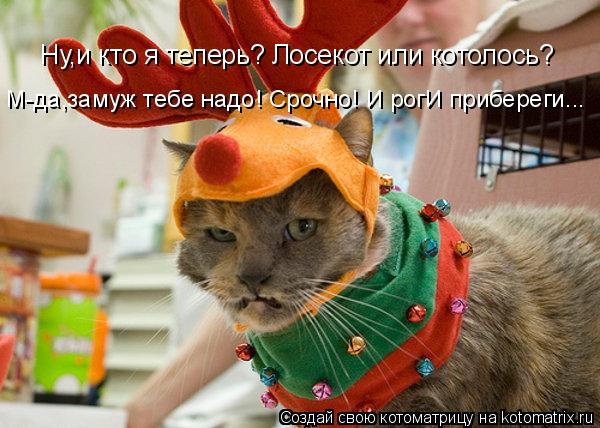 Котоматрица: Ну,и кто я теперь? Лосекот или котолось? М-да,замуж тебе надо! Срочно! И рогИ прибереги...