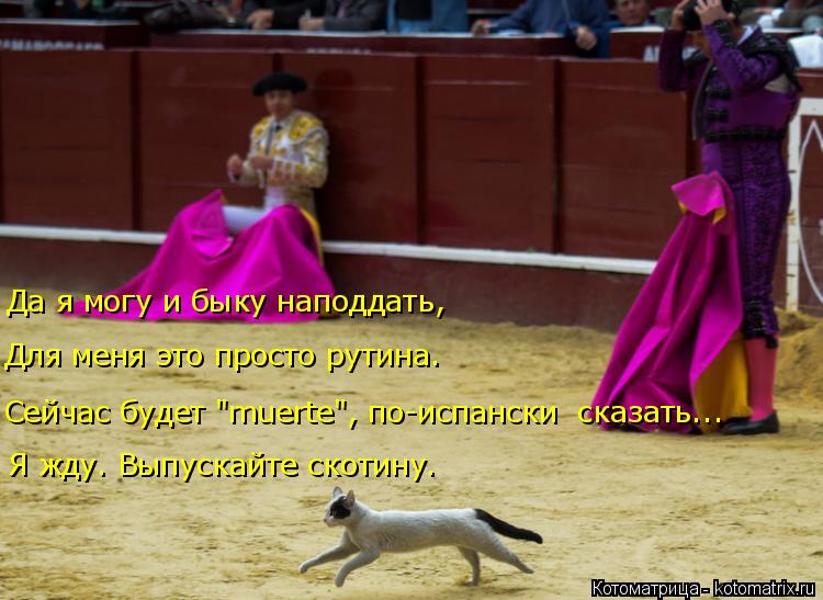 Да я могу и быку наподдать, Для меня это просто рутина. Сейчас будет "muerte", по-испански сказать..... Котоматрица: Да я могу и быку наподдать, Для меня это просто рутина. Сейчас будет "muerte", по-испански сказать... Я жду. Выпускайте скотину.
