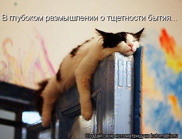 Котоматрица: В глубоком размышлении о тщетности бытия...