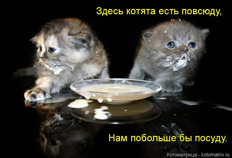 Здесь котята есть повсюду, Нам побольше бы посуду.... Котоматрица: Здесь котята есть повсюду, Нам побольше бы посуду.