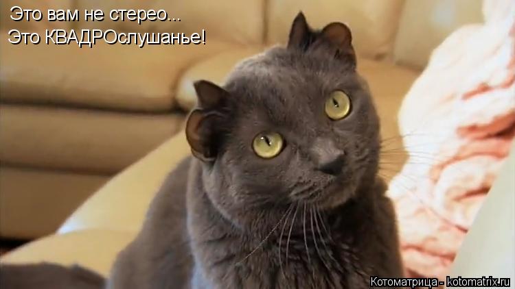 Это вам не стерео... Это КВАДРОслушанье!... Котоматрица: Это вам не стерео... Это КВАДРОслушанье!