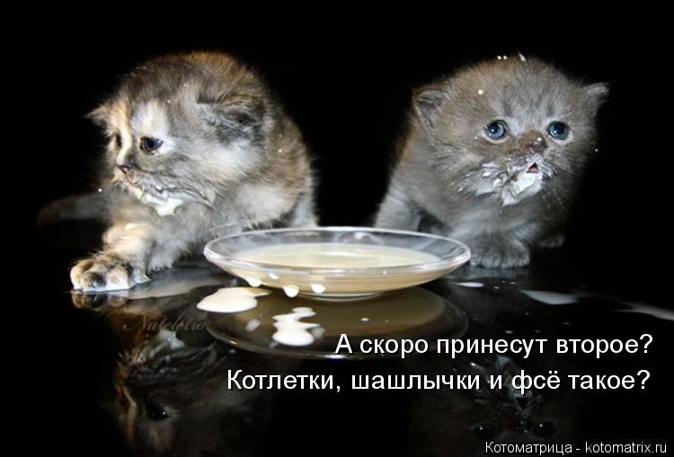 А скоро принесут второе? Котлетки, шашлычки и фсё такое?... Котоматрица: А скоро принесут второе? Котлетки, шашлычки и фсё такое?