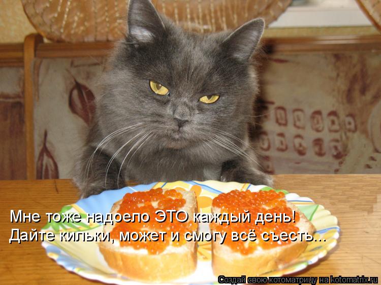 Мне тоже надоело ЭТО каждый день! Дайте кильки, может и смогу всё съесть...... Котоматрица: Мне тоже надоело ЭТО каждый день! Дайте кильки, может и смогу всё съесть...