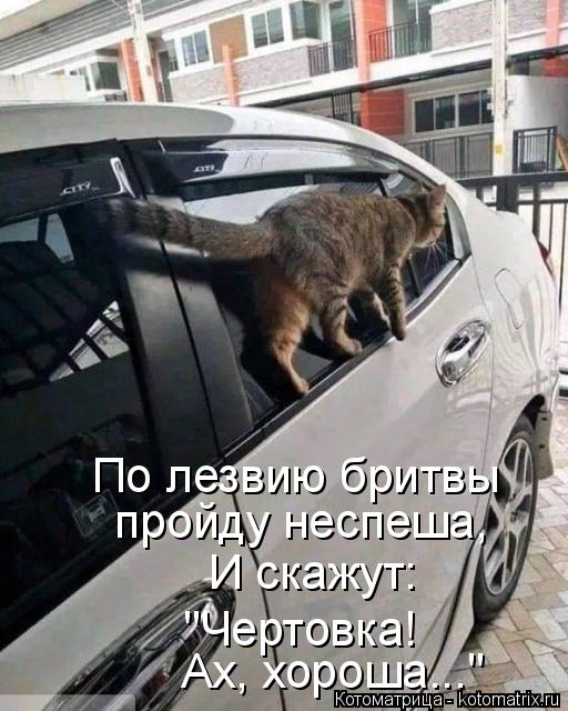 По лезвию бритвы пройду неспеша, И скажут: Ах, хороша..." "Чертовка!... Котоматрица: По лезвию бритвы пройду неспеша, И скажут: Ах, хороша..." "Чертовка!