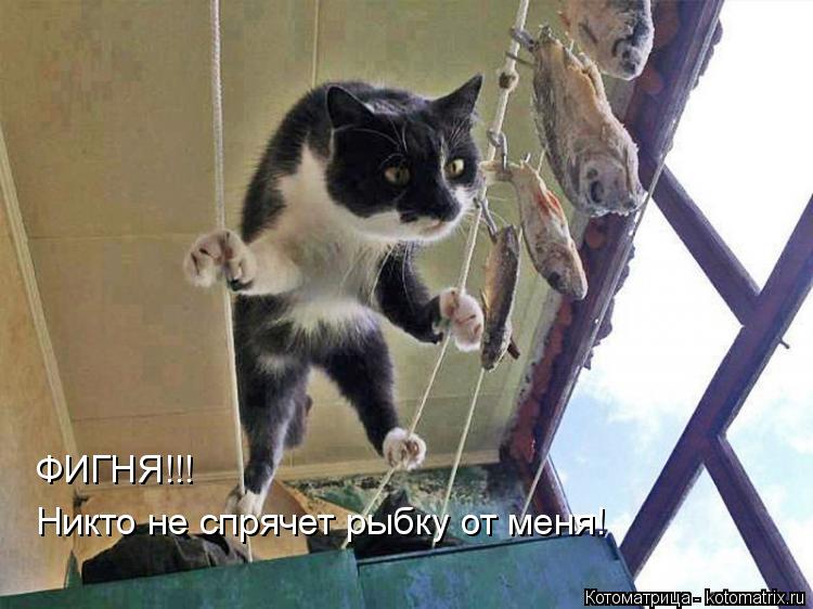 ФИГНЯ!!! Никто не спрячет рыбку от меня!... Котоматрица: ФИГНЯ!!! Никто не спрячет рыбку от меня!