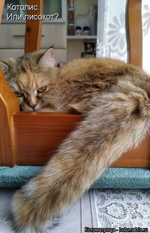Котолис. Или лисокот?... Котоматрица: Котолис. Или лисокот?