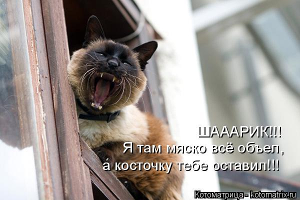 ШАААРИК!!! Я там мяско всё объел, а косточку тебе оставил!!!... Котоматрица: ШАААРИК!!! Я там мяско всё объел, а косточку тебе оставил!!!