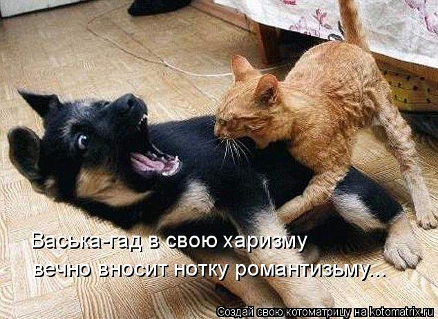 Васька-гад в свою харизму вечно вносит нотку романтизьму...... Котоматрица: Васька-гад в свою харизму вечно вносит нотку романтизьму...