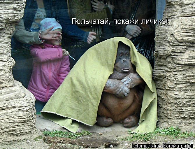 Гюльчатай, покажи личико!... Котоматрица: Гюльчатай, покажи личико!