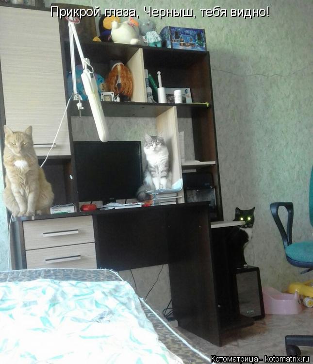 Прикрой глаза, Черныш, тебя видно!... Котоматрица: Прикрой глаза, Черныш, тебя видно!