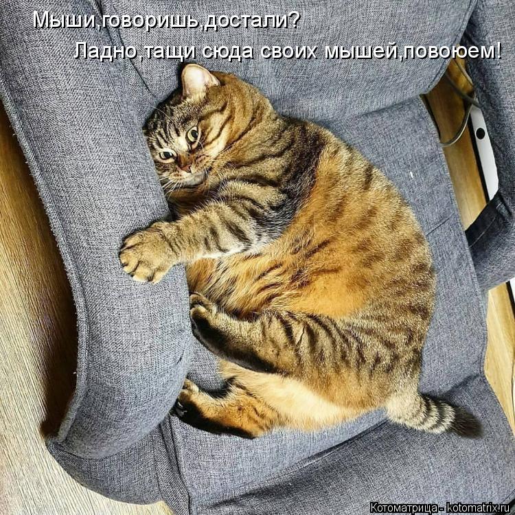 Мыши,говоришь,достали? Ладно,тащи сюда своих мышей,повоюем!... Котоматрица: Мыши,говоришь,достали? Ладно,тащи сюда своих мышей,повоюем!