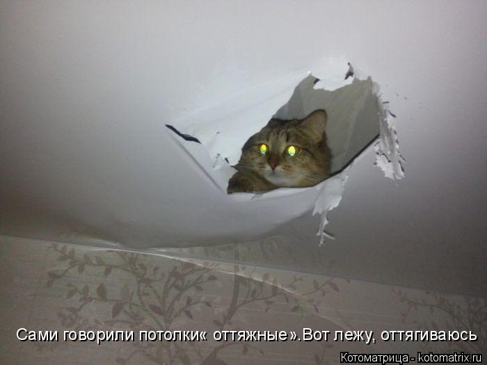 Сами говорили потолки« оттяжные».Вот лежу, оттягиваюсь... Котоматрица: Сами говорили потолки« оттяжные».Вот лежу, оттягиваюсь