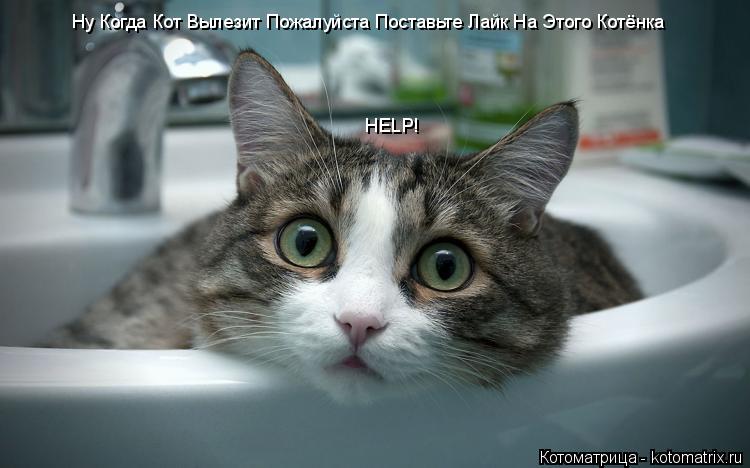 Ну Когда Кот Вылезит Пожалуйста Поставьте Лайк На Этого Котёнка HELP!... Котоматрица: Ну Когда Кот Вылезит Пожалуйста Поставьте Лайк На Этого Котёнка HELP!