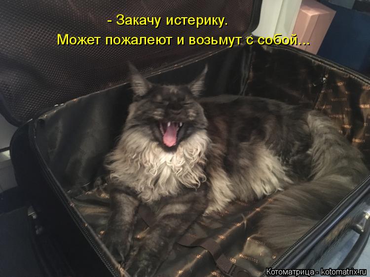 Котоматрица: - Закачу истерику.  Может пожалеют и возьмут с собой...