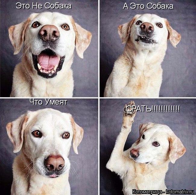 Это Не Собака А Это Собака Что Умеят СРАТЬ!!!!!!!!!!!!... Котоматрица: Это Не Собака А Это Собака Что Умеят СРАТЬ!!!!!!!!!!!!