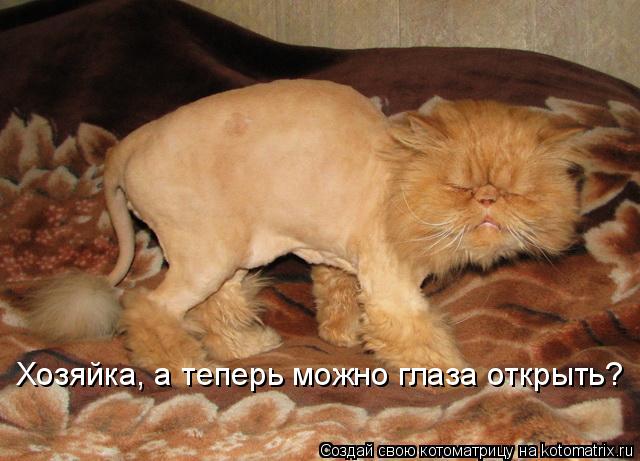 Хозяйка, а теперь можно глаза открыть?... Котоматрица: Хозяйка, а теперь можно глаза открыть?
