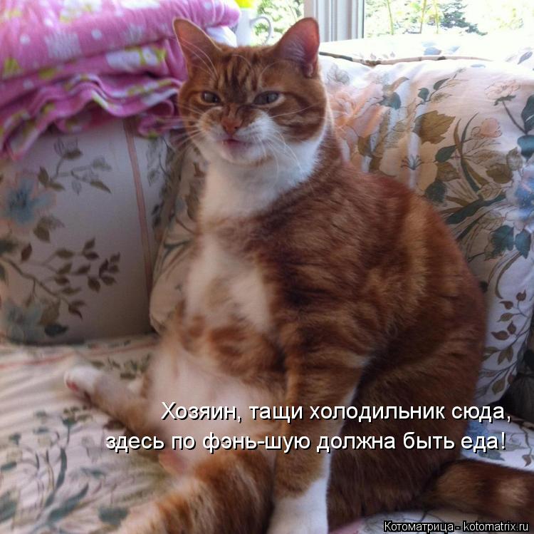 Хозяин, тащи холодильник сюда, здесь по фэнь-шую должна быть еда!... Котоматрица: Хозяин, тащи холодильник сюда, здесь по фэнь-шую должна быть еда!