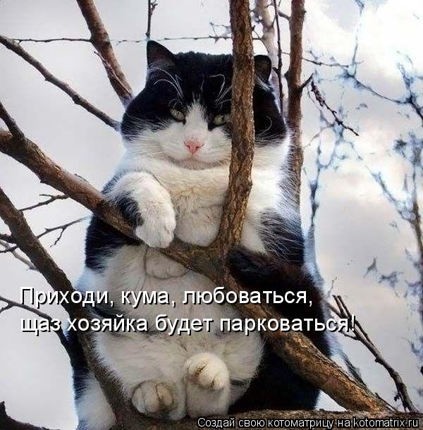 Приходи, кума, любоваться, щаз хозяйка будет парковаться!... Котоматрица: Приходи, кума, любоваться, щаз хозяйка будет парковаться!