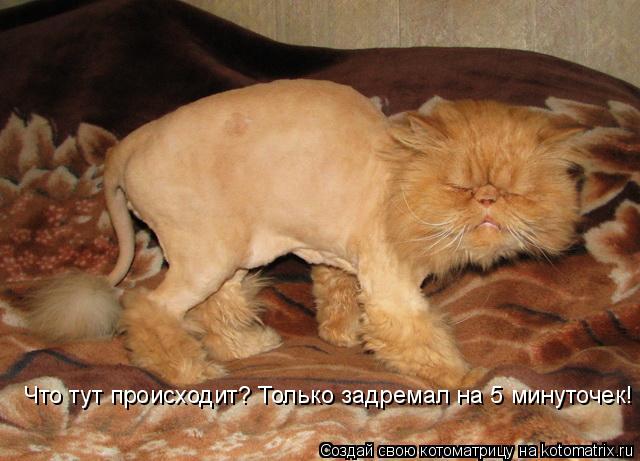 Что тут происходит? Только задремал на 5 минуточек!... Котоматрица: Что тут происходит? Только задремал на 5 минуточек!