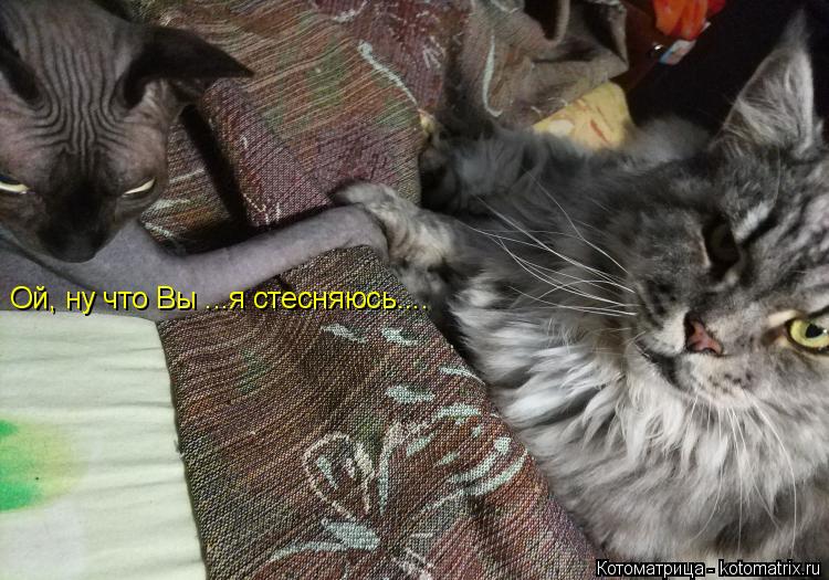 Котоматрица: Ой, ну что Вы ...я стесняюсь....