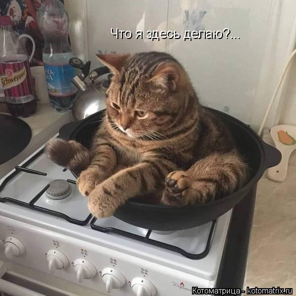 Котоматрица: Что я здесь делаю?...