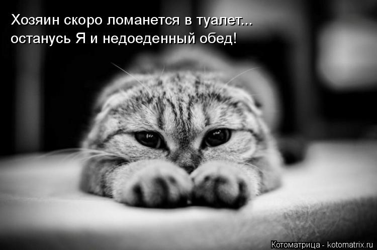 Котоматрица: Хозяин скоро ломанется в туалет... останусь Я и недоеденный обед!