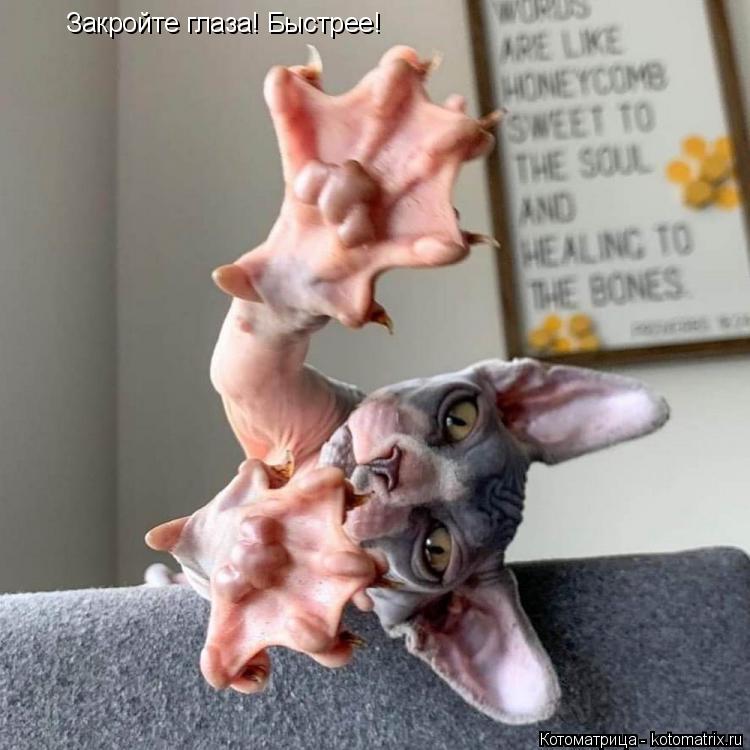 Котоматрица: Закройте глаза! Быстрее!