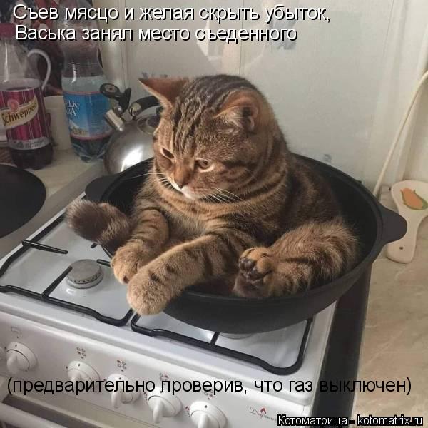 Съев мясцо и желая скрыть убыток, Васька занял место съеденного (предварительно проверив, что газ вык... Котоматрица: Съев мясцо и желая скрыть убыток, Васька занял место съеденного (предварительно проверив, что газ выключен)