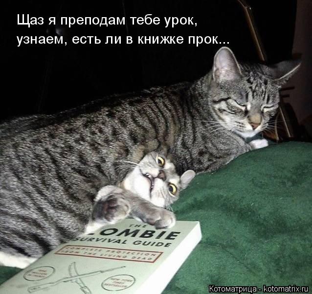 Котоматрица: Щаз я преподам тебе урок,  узнаем, есть ли в книжке прок...