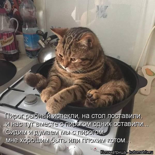 Котоматрица: Пирог рыбный испекли, на стол поставили, и нас тут вместе с пирогом одних оставили... Сидим и думаем мы с пирогом,  мне хорошим быть или плохим