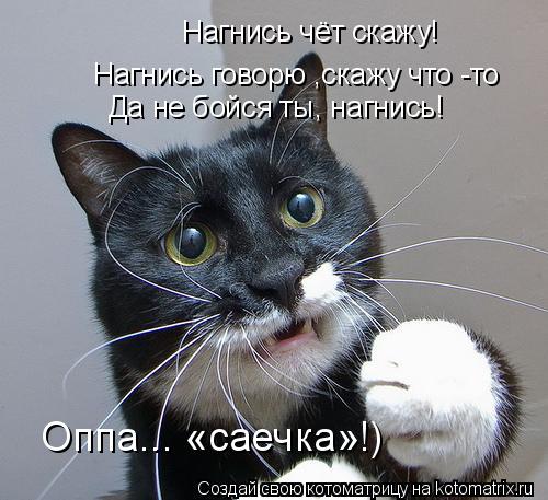 Котоматрица: Нагнись чёт скажу! Нагнись говорю ,скажу что -то Да не бойся ты, нагнись! Оппа... «саечка»!)