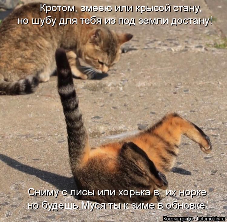 Котоматрица: Кротом, змеею или крысой стану, но шубу для тебя из под земли достану! Сниму с лисы или хорька в  их норке, но будешь Муся ты к зиме в обновке!