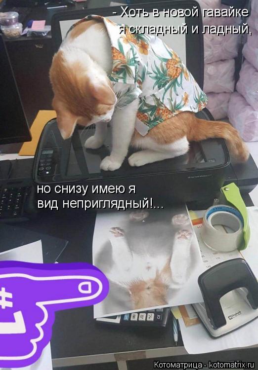 - Хоть в новой гавайке я складный и ладный, но снизу имею я вид неприглядный!...... Котоматрица: - Хоть в новой гавайке я складный и ладный, но снизу имею я вид неприглядный!...