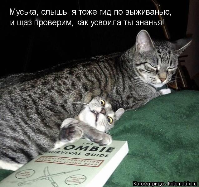 Муська, слышь, я тоже гид по выживанью, и щаз проверим, как усвоила ты знанья!... Котоматрица: Муська, слышь, я тоже гид по выживанью, и щаз проверим, как усвоила ты знанья!