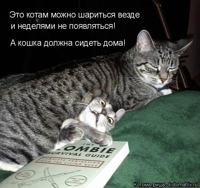 Это котам можно шариться везде и неделями не появляться! А кошка должна сидеть дома!... Котоматрица: Это котам можно шариться везде и неделями не появляться! А кошка должна сидеть дома!