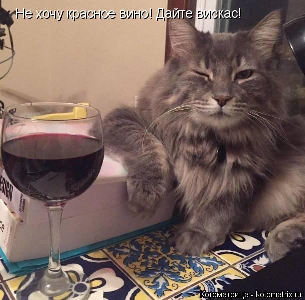Котоматрица: Не хочу красное вино! Дайте вискас!