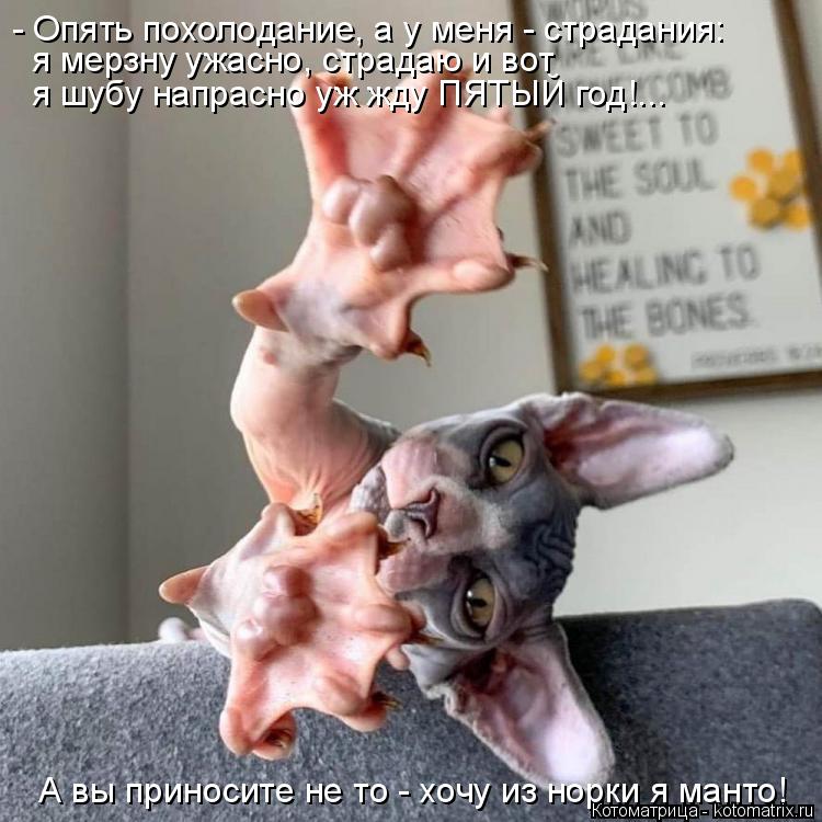- Опять похолодание, а у меня - страдания: я мерзну ужасно, страдаю и вот я шубу напрасно уж жду ПЯТЫ... Котоматрица: - Опять похолодание, а у меня - страдания: я мерзну ужасно, страдаю и вот я шубу напрасно уж жду ПЯТЫЙ год!... А вы приносите не то - хочу из норки