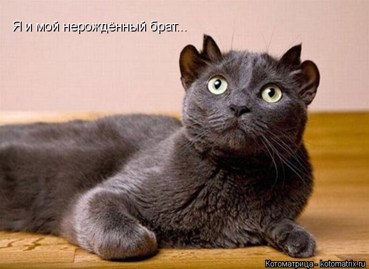 Я и мой нерождённый брат...... Котоматрица: Я и мой нерождённый брат...