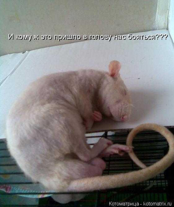 И кому ж это пришло в голову нас бояться???... Котоматрица: И кому ж это пришло в голову нас бояться???