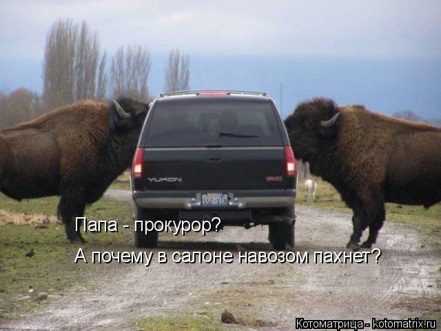 Котоматрица: Папа - прокурор? А почему в салоне навозом пахнет? Папа - прокурор?