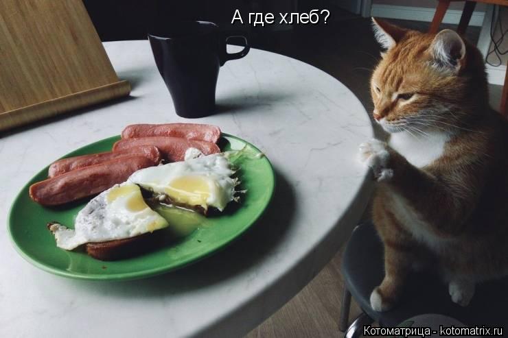 Котоматрица: А где хлеб?