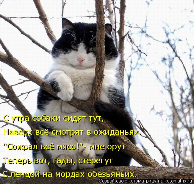С утра собаки сидят тут, Наверх всё смотрят в ожиданьях. "Сожрал всё мясо!"- мне орут Теперь вот, гад... Котоматрица: С утра собаки сидят тут, Наверх всё смотрят в ожиданьях. "Сожрал всё мясо!"- мне орут Теперь вот, гады, стерегут С ленцой на мордах обезьяньих.