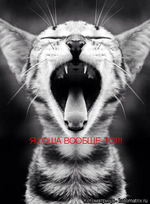 Я ГОША ВООБЩЕ-ТО!!!... Котоматрица: Я ГОША ВООБЩЕ-ТО!!!