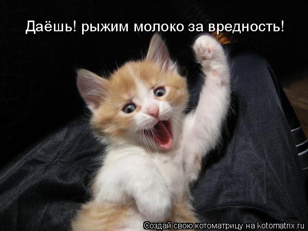 Котоматрица: Даёшь! рыжим молоко за вредность!
